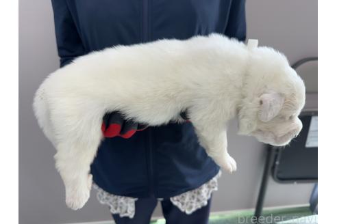 販売中の千葉県のグレートピレニーズ-394914の4枚目
